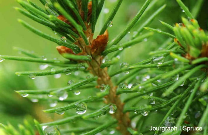 spruce